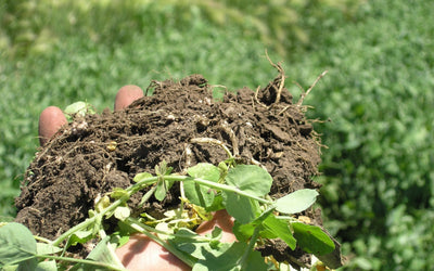 Plant-to-Plant Nutrient Transfer