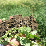 Plant-to-Plant Nutrient Transfer