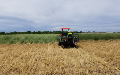 FAQ - How do you find the seeding rate for different cover crops?