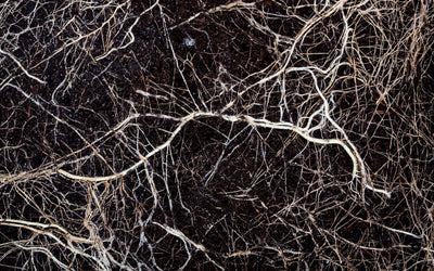 Living Roots as Often as Possible
