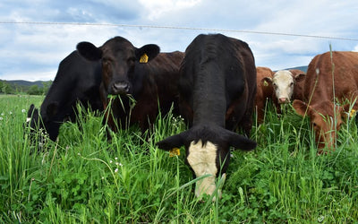 Perennials: Forage for the Long Haul