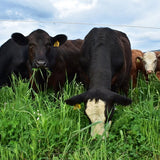 Perennials: Forage for the Long Haul