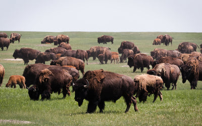 Regenerating the Land with Bison