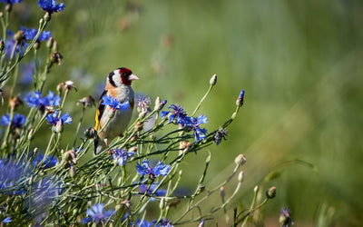 Timing your spring planting just right