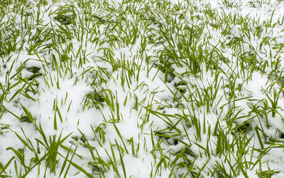 Maximize Spring Growth with Frost Seeding