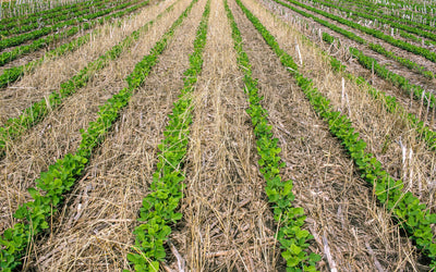 Soil Health Principles - Keep the Soil Covered