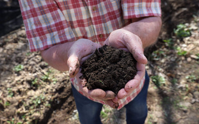 The Biotic Climate and the Soil Sponge