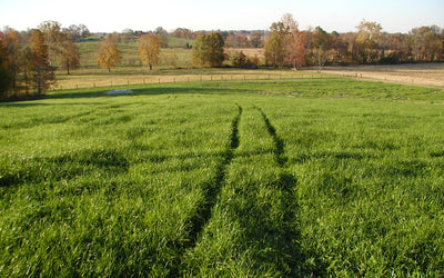 Perennial Pasture Recovery: An Opportunity After Drought