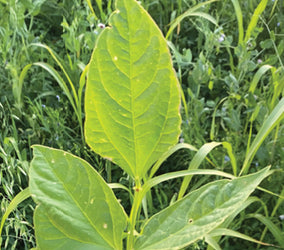 How Healthy Plants Create Healthy Soil