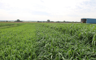 Millet Varieties for Forage: Pearl, Foxtail, and Beyond