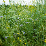 Understanding 45Z Carbon Credits: How to Get Paid for Soil Health Practices