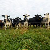 Year Round Grazing, Part 1: How to Hit the Ground Running This Spring