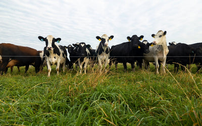Year Round Grazing, Part 1: How to Hit the Ground Running This Spring