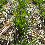 Cereal Rye - The King of Cover Crops