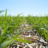 Which Cereal Rye Variety Should You Plant this Fall?