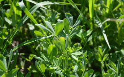 Using berseem clover to improve alfalfa production