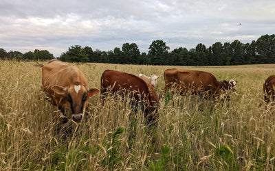 Understanding and Enhancing Soil Biology