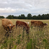 Understanding and Enhancing Soil Biology