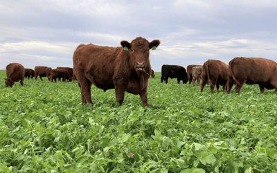 Year Round Grazing: Part 3 - Fall Forage Strategy