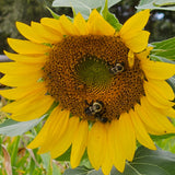 Which Cover Crops Should I Plant?