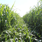 Sorghum Sudan Genetics Explained