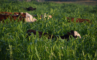 Why Should I Plant Cover Crops?