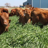 What's the Right Seeding Rate For Your Fall Cover Crop?