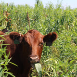 Livestock Integration
