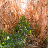 Corn Interseeding: What We've Learned In Our 2024 Test Plots