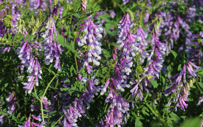 Fetch The Vetch