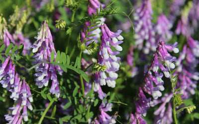 Are Your Plants Getting the Best Form of Nitrogen Possible?