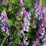 Are Your Plants Getting the Best Form of Nitrogen Possible?