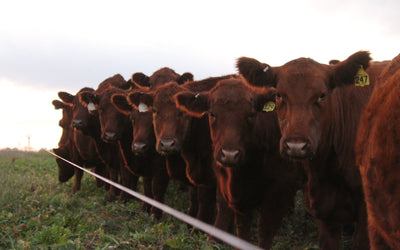 Integrating Livestock Into a Corn and Bean Rotation