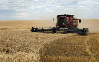 What Should I Do After Wheat?