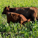 Growing Cows Instead of Corn