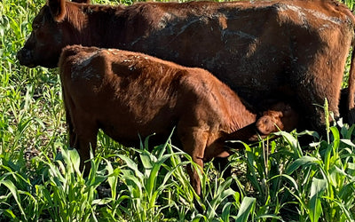 Growing Cows Instead of Corn
