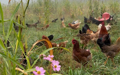 Market Interest in Regenerative Agriculture