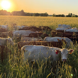 Rotational Grazing - Encouragements and Considerations