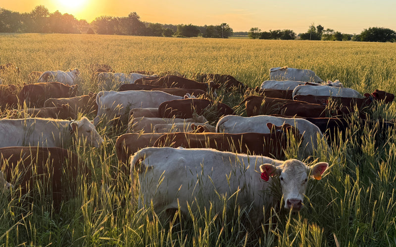 Rotational Grazing - Encouragements and Considerations