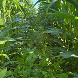 Planting Cover Crop Seed