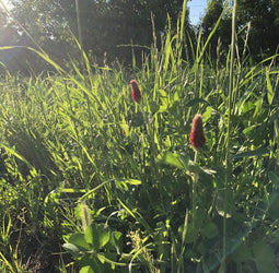 Soil Health in Orchards and Vineyards