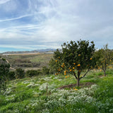 Saving Citrus