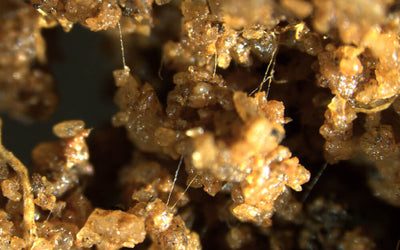 Quorum Sensing in the Soil Microbiome