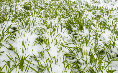 Is There Still Time to Plant this Fall?