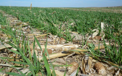 Minimize Soil Disturbance
