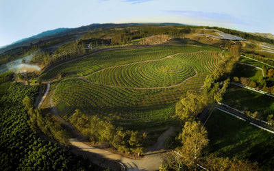 Soil Health Principles - Maximizing Biodiversity