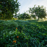Peculiar Cases of Acute Cover Crop Deficiencies