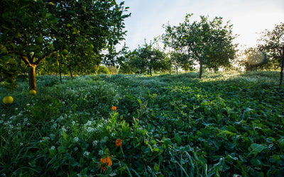 Peculiar Cases of Acute Cover Crop Deficiencies