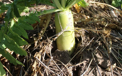Green Cover's Top 10 Brassicas