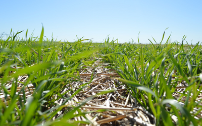 Control Next Year’s Herbicide Resistant Weeds